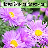 Aster Novi-Belgii, New York Aster, Michaelis Daisy, Symphyotrichum novi-belgii, Herbst Stauden, lila Blüten, rosa Blüten