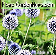Kugeldistel, Echinops Ritro, Blaue Stauden, trockentolerante Pflanzen, pflegeleichte Pflanzen, Blau von Echinops Veitch, Echinops Taplow