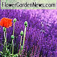 Robuste Salbei, mehrjährige Salvia, Salbei, Salvia x Superba, Salvia Nemorosa, Salvia x Sylvestris, Salvia Mainacht, Salvia Caradonna, violette Blüten, duftende Blüten