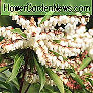 Pieris 'Brouwer's Beauty', Japansk Andromeda 'Brouwer's Beauty', Hybrid Andromeda 'Brouwer's Beauty', Lily of the Valley Shrub