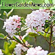 Viburnum Carlesii, Koreansk Spice Viburnum, KoreanSpice Viburnum, Arrowwood, Duftende Busk, Busk med høstfarge, Høstfarge, Busk med bær