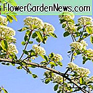 Viburnum Lentago, Nannyberry, Sheepberry, Sweet Viburnum, duftende busk, busk med høstfarge, høstfarge, busk med bær