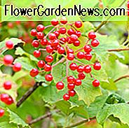 Viburnum Opulus, European Cranberrybush, Guelder Rose, Vann eldre, Cramp Bark, Snowball Tree, European Cranberry Bush European Cranberry Tree, Marsh Alder, Ople Tree, Red Elder, Rose Elder, busk med høstfargen, høstfargen, busk med bær