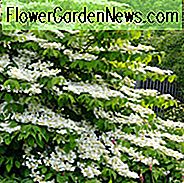 Viburnum Plicatum f. Tomentosum 'Shasta', japansk snøball 'Shasta', Doublefile Viburnum 'Shasta', Double File Viburnum 'Shasta', Hvite blomster