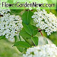 Blackhaw, Smooth Blackhaw, Blackhaw Viburnum, Glatt Blackhaw Viburnum, Stagbush, Viburnum bushii, Viburnum prunifolium var. bushii, Viburnum prunifolium var. globosum