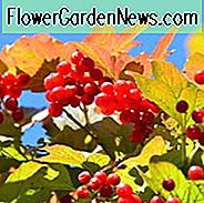 Viburnum Trilobum 'Redwing', American Cranberrybush 'Redwing', Vuburnum trilobum 'J. M. Velg 'Redwing, ' Redwing 'American Cranberrybush, busk med høstfarge, høstfarge, busk med bær