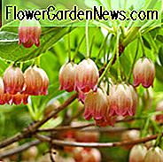 Enkianthus Campanulatus, Redvein Enkianthus, Furin-Tsutsuji, lövbusk