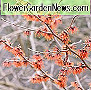 Hamamelis x Intermedia 'Diane', Witch Hazel 'Diane', Chinese Witch Hazel 'Diane', Hamamelis x Intermedia 'New Red'