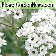 Gypsophila Paniculata Festival Star, Baby Atem Festival Star, Gypsophila Paniculata Informationen, Babys Ateminformationen