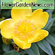 Helianthemum Nummularium, Rock Rose, gelbe Blüten, Bodendecker, Grauncover, mehrjährige Bodendecker