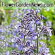 Nepeta 'Six Hills Giant', Katzenminze 'Six Hills Giant', Nepeta Faassenii 'Sechs Riesen', Faassens Katzenminze, Nepeta X faassenii, Nepeta faassenii, blaue Blumen, violette Blüten, Lavendelblüten
