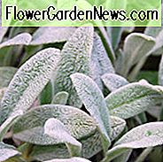 Stachys Byzantina, Lammohren, Eselsohren, Jesus Flanell, silbernes Laub mehrjährig