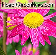 Tanacetum Coccineum, gemaltes Gänseblümchen, Pyrethrum, Chrysantheme Coccineum, Pyrethrum Coccineum, Pyrethrum Roseum, Chrysantheme Roseum, rote Blumen, rosafarbene Blumen