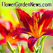 Hemerocallis, Taglilien, Taglilie, Taglilien, Sommerblumen, Trockenheit tolerante Blume, Taglilie, Hemerocallidaceae, beste Stauden, Pflanze
