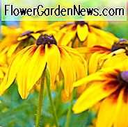 Rudbeckia Hirta, Gloriosa Daisy, Schwarzäugige Susanne, Gelbe Ochsenauge Daisy, gelbe Blüten, orange Blüten, Sommerblumen, trockentolerante Blüten, hirschresistente Blüten, salztolerante Blüten