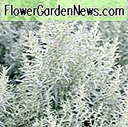 Artemisia Ludoviciana, Westlicher Beifuß, Weißer Salbei, Silberwurm, Louisiana Salbei, Prairie Salbei, Silberne Königin, Silberner König, Silberfrost, Artemisia Valerie Finnis, Silberlaubpflanze, aromatische Laubpflanze
