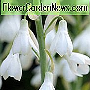 Galtonia Candicans, Sommerhyazinthe, Spire Lily, Berg Lily, Sommerzwiebeln, Weiße Blüten, Ornithogalum Candicans