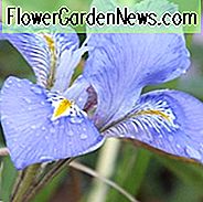 Algerische Iris, Algerische Winter Iris, Winter Iris, Iris Stylosa, Winterblumen, Lila Blumen, Bartlose Iris