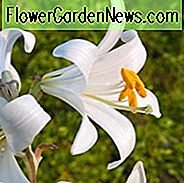 Lilium Candidum, Madonnenlilie, weiße Lilie, französische Lilie, Junos Rose, St. Josephslilie, Verkündigungslilie, Himmelfahrtlilie, Bourbon Lilie, Sommerbirne, weiße Lilien, duftende Lilien, Trompetenlilien, Lilienblume, Lilienblüten