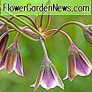 Nectaroscordum Siculum, sizilianischer Honig-Knoblauch, Allium Siculum, sizilianische Honig-Lilie, sizilianischer Knoblauch, Mittelmeerglocken, dekorativer Knoblauch, Frühlings-Birnen, Frühlings-Blumen, späte Frühlings-Blumen, frühe Sommer-Blumen