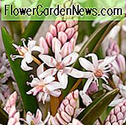 Scilla Bifolia, Alpenmuschel, Frühblüher, Zweiblättrige Meerzwiebel und Twin Leaf Squill, Frühlingszwiebeln, Frühlingsblumen