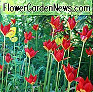 Tulipa Sprengeri, Sprenger-Tulpe, botanische Tulpe, rote Tulpe, Frühlingsbirnen, Tulpe-Spezies