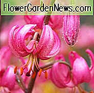 Turk Cap Lilien, Martagon Hybriden Gruppe, Lilium Martagon, Lily Martagon Album, Lily Martagon, Lilium Martagon Album, Sommer blühende Zwiebel, früh blühende Lilien, Teil Schatten Lilien, Teil Schatten blühenden Zwiebeln