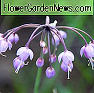 Allium Cernuum, Lady Lauch, nickende wilde Zwiebel, lila Knoblauch, lila Zwiebel, Sommerzwiebeln, Sommerblumen, Zwiebeln für mediterrane Gärten, Zwiebeln für trockene Gärten