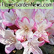 Rhododendron 'Ginny Gee', 'Ginny Gee' Rhododendron, Mid Season Rhododendron, Evergreen Rhododendron, Hvide blomster, Hvid rhododendron, Hvid blomstrende busk