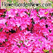 Rhododendron 'Girards Fuchsia', 'Girards Fuchsia' Rhododendron, 'Girards Fuchsia' Azalea, Evergreen Azalea, Midseason Azalea, Lilla Azalea, Lilla Rhododendron, Lilla Blomstrende Busk