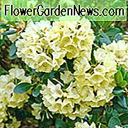 Rhododendron 'Goldkrone', 'Goldkrone' Rhododendron, 'Gold Crown' Rhododendron, Midseason Azalea, Midseason Azalea, Gul Azalea, Gul Rhododendron, Gul Blomstrende Busk