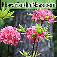 Rhododendron 'Homebush', 'Homebush' Rhododendron, 'Homebush' Azalea, 'Homebush' Deciduous Azalea, Late Midseason Azalea, Knap Hill og Exbury Azaleas, Pink Azalea, Pink Rhododendron, Pink Blomstrende Busk