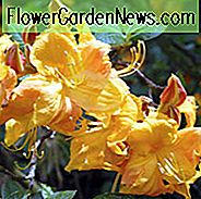 Rhododendron 'Klondyke', 'Klondyke' Rhododendron, 'Klondyke' Azalea, Løvfældende Azalea, Tidlig Midseason Azalea, Midseason Azalea, Gul Azalea, Gul Rhododendron, Gul Blomstrende Busk