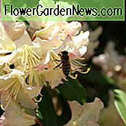 Rhododendron 'Mary Fleming', 'Mary Fleming' Rhododendron, 'Mary Fleming' Azalea, Evergreen Azalea, Tidlig Midseason Azalea, Creme Azalea, Creme Rhododendron, Cream Blomstrende Busk