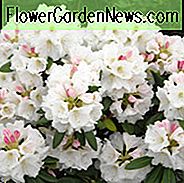 Rhododendron 'Nestucca', 'Nestucca' Rhododendron, 'Nestucca' Azalea, Evergreen Azalea, Midseason Azalea, Hvid Azalea, Hvid Rhododendron, Hvid Blomstrende Busk