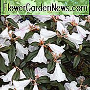 Rhododendron 'Princess Alice', 'Princess Alice' Rhododendron, Tidlig Midseason Rhododendron, Duftende Rhododendron, Hvid Rhododendron, Hvid Blomstrende Busk