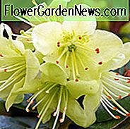 Rhododendron 'Prinsesse Anne', 'Prinsesse Anne' Rhododendron, Tidlig Midseason Rhododendron, Evergreen Rhododendron, Gul Rhododendron, Gul Blomstrende Busk