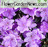 Rhododendron 'Ramapo', 'Ramapo' Rhododendron, Tidlig Midseason Rhododendron, Evergreen Rhododendron, Lilla Rhododendron, Lilla Blomstrende Busk