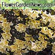 Rhododendron 'Saffron Queen', 'Saffron Queen' Rhododendron, Tidlig Midseason Rhododendron, Duftende Rhododendron, Gul Rhododendron, Gul Blomstrende Busk