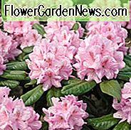 Rhododendron 'Scintillation', 'Scintillation' Rhododendron, 'Scintillation' Azalea, Evergreen Azalea, Midseason Azalea, Pink Azalea, Pink Rhododendron, Pink Blomstrende busk, Pink Evergreen Busk