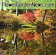 Azaleaer, Rhododendroner, Løvfældende Azaleaer, Efterårsløv, Efterårfarver, Evergreen Azaleaer, Hardy Rhododendron