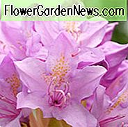 Azalea blomstrende sæson, Rhododendron blomstrende sæson, Azalea blomstrende, Rhododendron blomstring, Azalea blomster, Rhododendron blomster