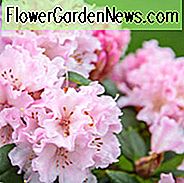 Rhododendron 'Christmas Cheer', 'Christmas Cheer' Rhododendron, Tidlig Sæson Rhododendron, Pink Rhododendron, Pink Blomstrende Busk, Evergreen Rhododendron
