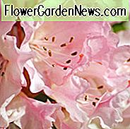 Duftende azaleaer, duftende rhododendroner, duftende løvfældende azaleaer, duftende Evergreen Azaleas, duftende Hardy Rhododendron