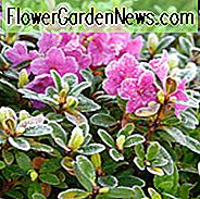 Hardy Løvfældende azaleaer, Hardy Evergreen Azaleas, Hardy Rhododendron, Hardy Azalea, Jernklædte Rhododendroner, Jernbladede Rhododendroner, Jernklæder