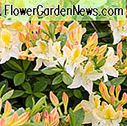 Rhododendron 'Daviesii', 'Daviesii' Rhododendron, Daviesii 'Azalea, Løvfældende azalea, Midseason Azalea, Gul Azalea, Gul Rhododendron, Gul Blomstrende Busk, Hvid Rhododendron, Hvid Blomstrende Busk, Hvid Azalea