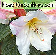 Rhododendron 'Else Frye', 'Else Frye' Rhododendron, Tidlig Midseason Rhododendron, Duftende Rhododendron, Hvid Rhododendron, Hvid Blomstrende Busk