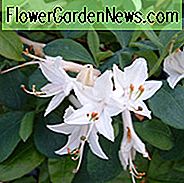Rhododendron 'Fragrant Star', 'Fragrant Star' Rhododendron, 'Fragrant Star' Azalea, Midseason Azalea, Løvfældende Azalea, Duftende Rhododendron, Hvid Azalea, Hvid Rhododendron, Hvid Blomstrende Busk