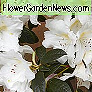 Rhododendron 'Fragrantissimum', 'Fragrantissimum' Rhododendron, Tidlig Midseason Rhododendron, Duftende Rhododendron, Hvid Rhododendron, Hvid Blomstrende Busk