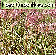 Miscanthus Sinensis 'Zebrinus', Maiden Grass 'Zebrinus', Eulalia 'Zebrinus', Kinesisk Sølvgræs 'Zebrinus', Japansk Sølvgræs 'Zebrinus', Zebra Græs, Græs med lav vedligeholdelse, Lavt vedligeholdelsesanlæg